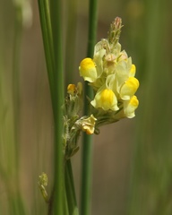 Linaria multicaulis