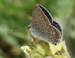 Polyommatus celina