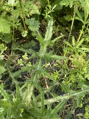 Cirsium vulgare