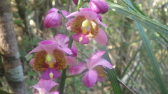 Calanthe francoisii image