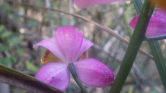 Calanthe francoisii image