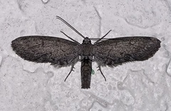 Glaucina erroraria