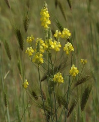 Linaria multicaulis