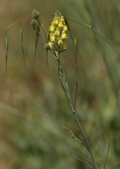 Linaria multicaulis