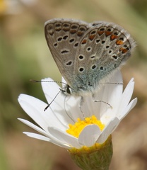 Polyommatus celina