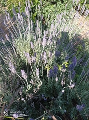 Lavandula dentata