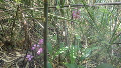 Calanthe francoisii image