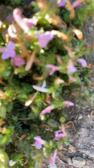 Pedicularis sylvatica