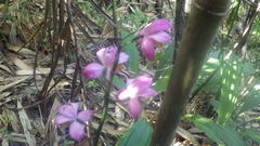 Calanthe francoisii image