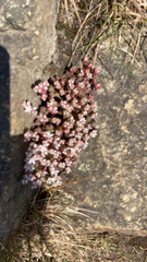 Sedum anglicum