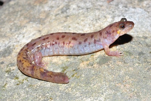 Seal Salamander