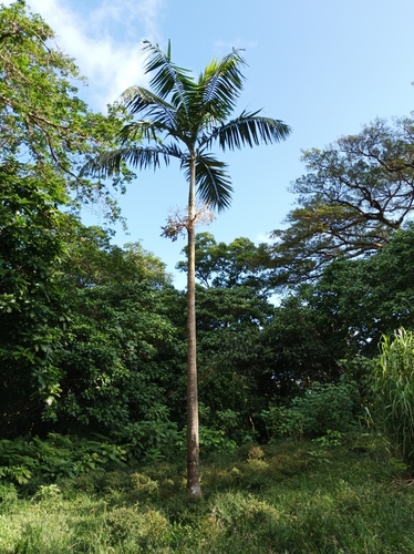 Veitchia arecina