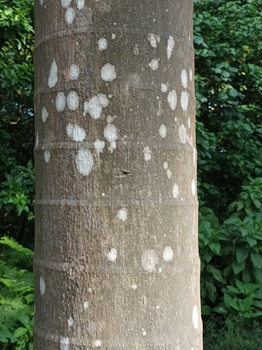 Veitchia arecina, photograph 3