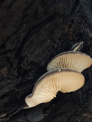 Conchomyces bursiformis