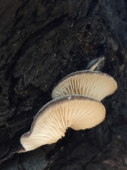 Conchomyces bursiformis