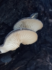 Conchomyces bursiformis