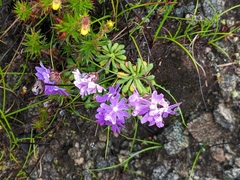 Primula primulina