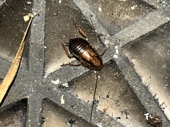 Celatoblatta undulivitta