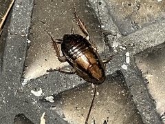 Celatoblatta undulivitta