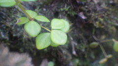 Peperomia tetraphylla image