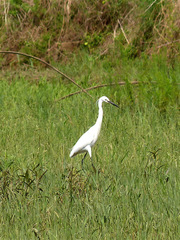 Egretta garzetta