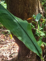 Alpinia japonica