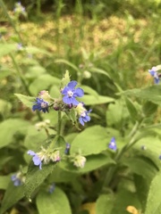 Pentaglottis sempervirens