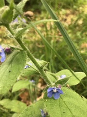 Pentaglottis sempervirens