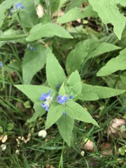 Pentaglottis sempervirens