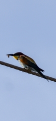 Merops apiaster