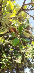 Quercus ilex