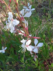 Oenothera lindheimeri