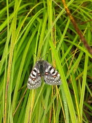 Parnassius