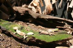 Uroplatus
