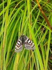 Parnassius