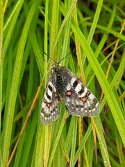 Parnassius