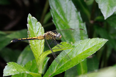 Orthetrum luzonicum
