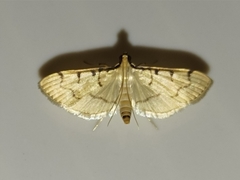 Omiodes indicata