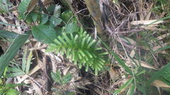 Selaginella polymorpha