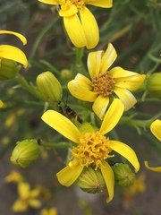 Senecio blochmaniae