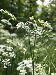 Anthriscus sylvestris