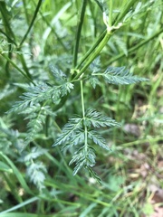 Anthriscus sylvestris