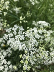 Anthriscus sylvestris