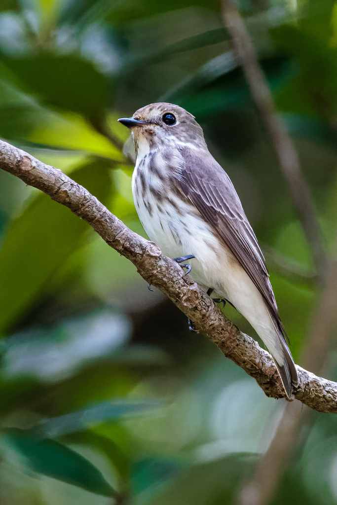 Gray-streaked Flycatcher (Flycatchers of the US) · iNaturalist