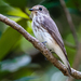 Gray-streaked Flycatcher - Photo (c) 57Andrew, some rights reserved (CC BY-NC-ND), uploaded by 57Andrew