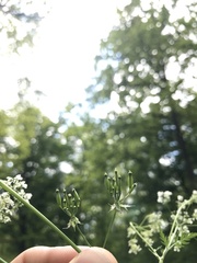 Anthriscus sylvestris