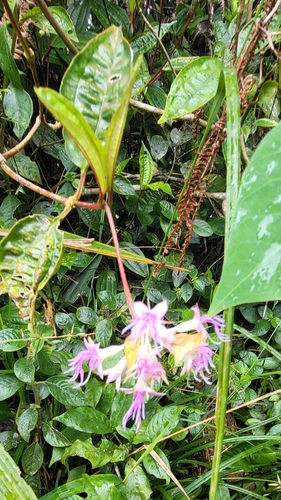 Anerincleistus observed 2022-05-09