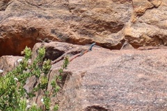 Platysaurus minor