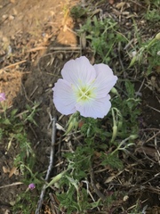 Oenothera speciosa