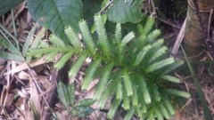 Selaginella polymorpha